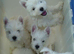 West highland puppies
