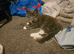 Kittens for sale
