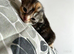 Tortoiseshell Kittens available