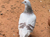 Racer available for very good price