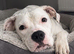 Female American bulldog