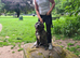 Brindle staff
