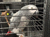 Parrot