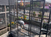African grey for sale