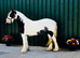 Piebald Traditional Cob Mare 13.2hh
