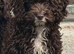 Cockapoo puppies available