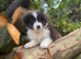 Australia shepherd