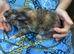 Mini Rex rabbit