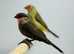 Finches