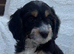 Health tested cockapoo puppies