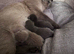 British Shorthair Kittens