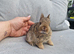 Netherland dwarf girl
