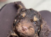 Gorgeous F1 cockapoo puppies