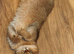 Stunning Golden Scottish fold straight boy needs special love family