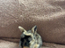 5 English Lop X Netherland Dwarf Babies