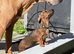 Ready to leave Brindle Mini Dachshund