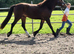 2yr Welsh d gelding to make 14.1/2