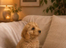 Pedigree Cockerpoo