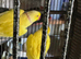 Proven bonded pair of Latino ring necks for sale