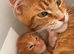 Cute fluffy ginger
