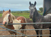 Apoloosa 2yr old gelding