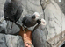 Ready Now Baby Handreared Friendly Super Tame Cuddly African Grey Parrot,15