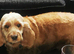 Cockapoo girl