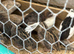 Sexed female  Coturnix Quail 7 weeks old just coming in to lay