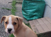 American bulldog