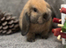 Gorgeous Sooty Fawn Mini Lop Available Now!