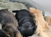 Border terrier puppies