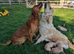 Golden retriever puppies (jacket potatos)