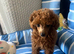 Tiny poodle asian boy