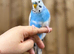 Baby budgies