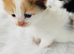 Adorable kittens
