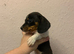 Beautiful rare piebald miniature dachshund pups