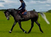 6yr old tb gelding for sale