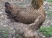 Gold/blue partridge Brahma hatching eggs