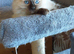 Beautiful ragdoll kittens