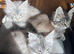 EXCEPTIONAL TICA-REGISTERED MAINE COON KITTENS