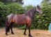 Promising competition horse
