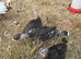 Bronze turkeys