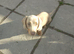 Smoothed hair dachshund miniature