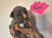Cane Corso puppies