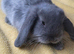 Beautiful Mini lop looking good a home