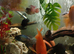 2 Catfish sydontis x Black yellow spotted plec new waters