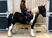 Stunning CHAPS show cob, safe & fun all rounder. 5 years old 14.2hh