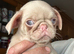 Rare Prestige Pink Pug Puppies available Ready to leave.