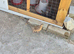 Golden jumbo coturnix quail male