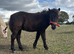 Registered standard Shetland